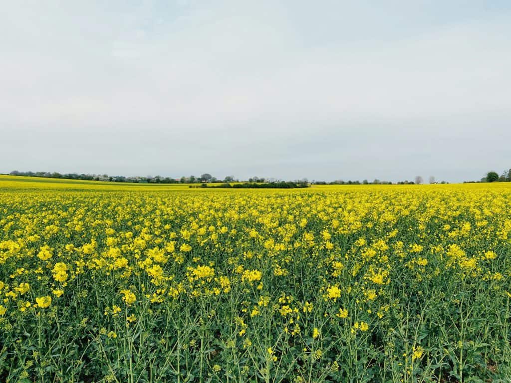 Blommande fält av gula blommor under en molnig himmel.