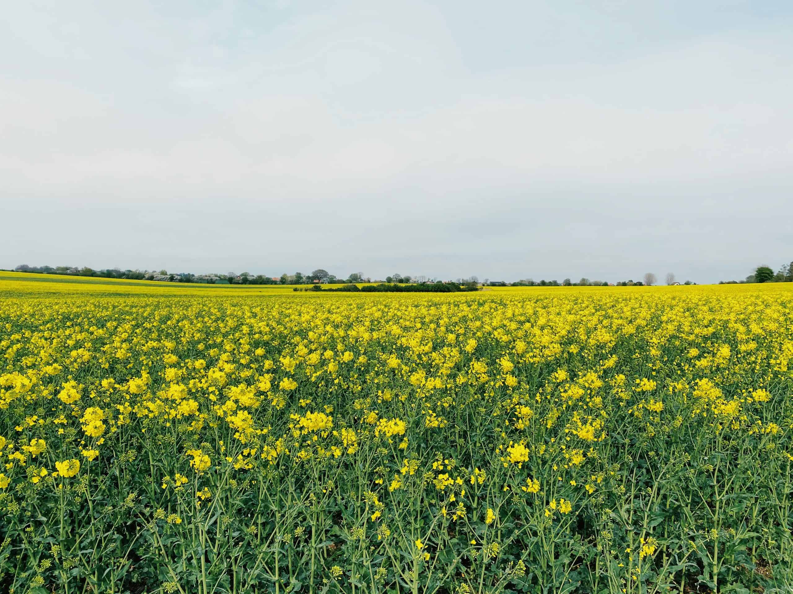 Blommande fält av gula blommor under en molnig himmel.